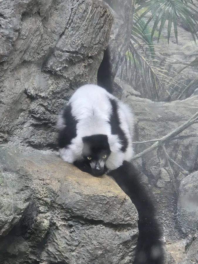 A giant panda climbing over rocks