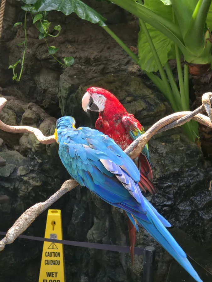 Red and blue macaws perched together on a branch