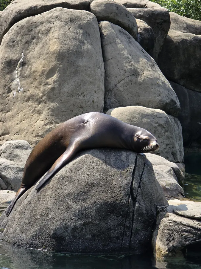 A sea lion resting on sunlit rocks