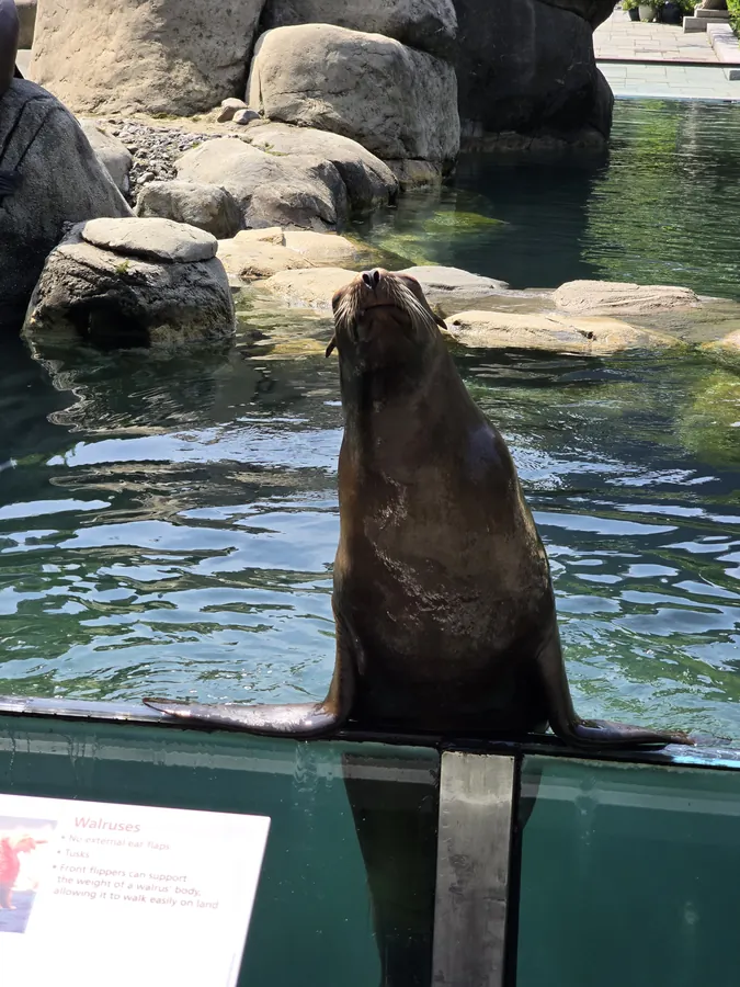 A sea lion rising from the water