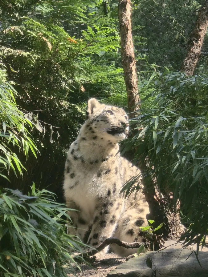 A snow leopard looking through dense green plants