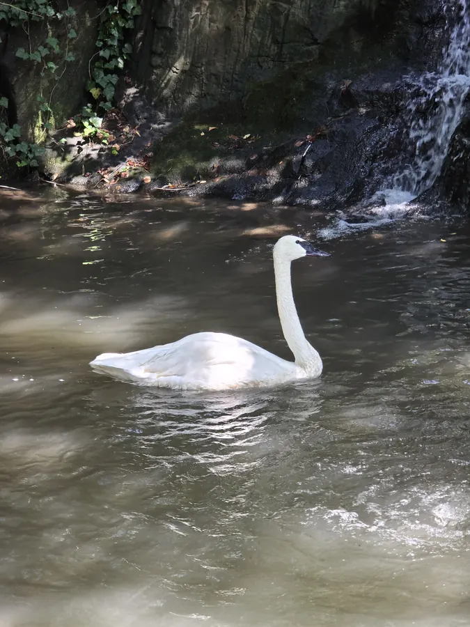 A white swan swimming through shaded water